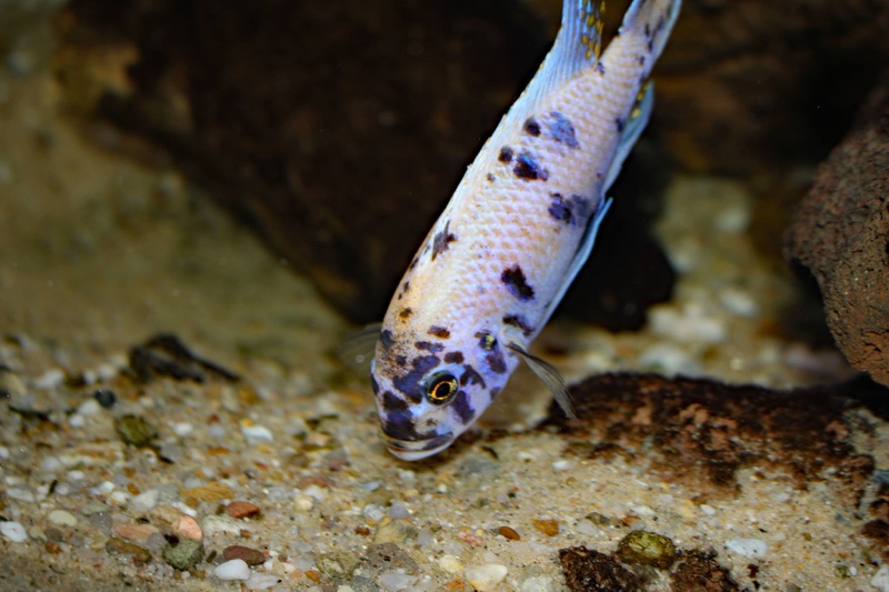 Maylandia zebra 'Likoma Island'